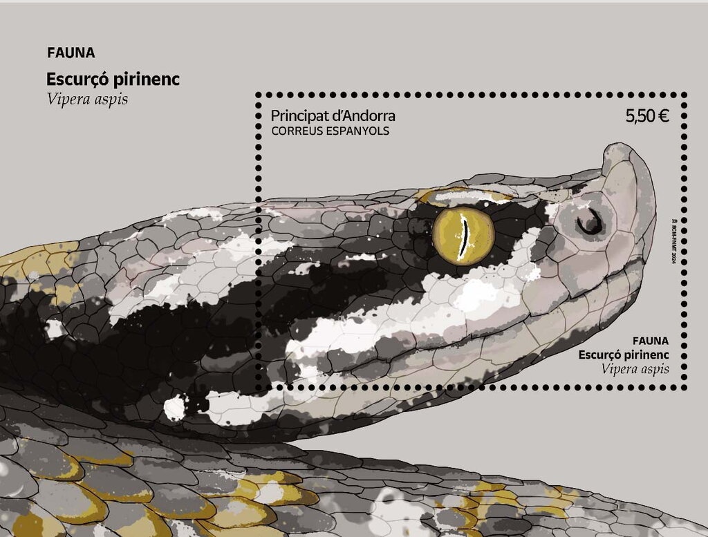 Giant Kingfisher (Ceryle maxima)