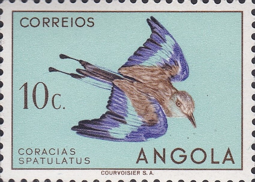 Rough-Toothed Dolphin (Steno bredanensis)