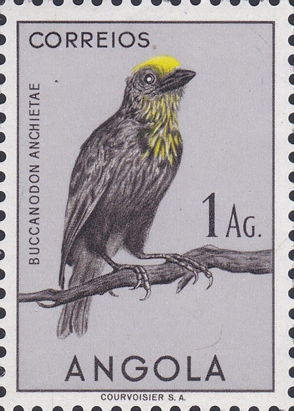 Przewalski's Horse (Equus caballus przewalski)