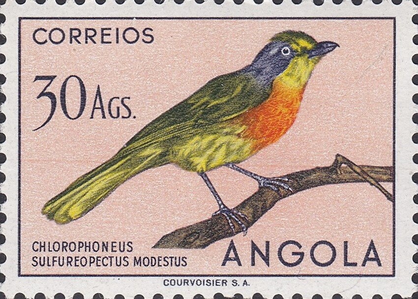 Giant Tun (Tonna galea)