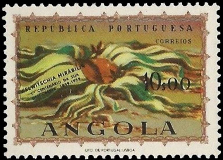 Alpine Accentor (Prunella collaris)