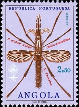 Fire Salamander (Salamandra salamandra)