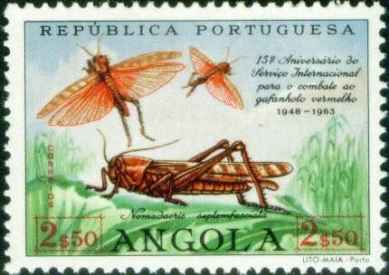 Cardinal Woodpecker (Dendropicos fuscescens)