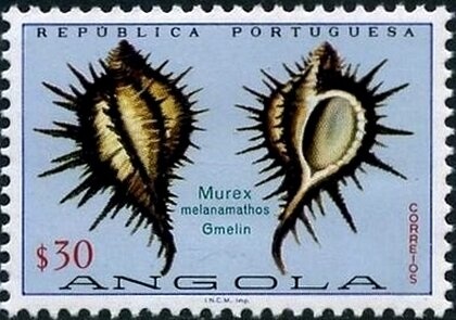 Anchieta's Cobra (Naja anchietae)