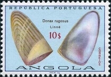 Pointed Ancilla (Olivancilaria acuminata)