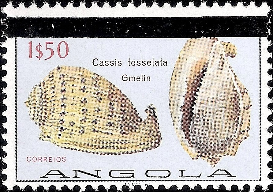 Common Hippopotamus (Hippopotamus amphibius)