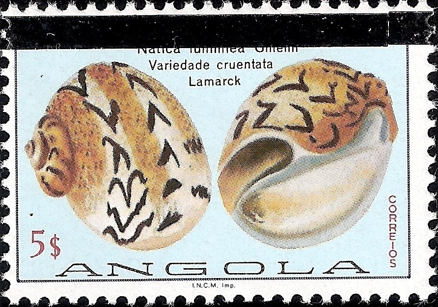 Violet-crowned Hummingbird (Goldmania violiceps)