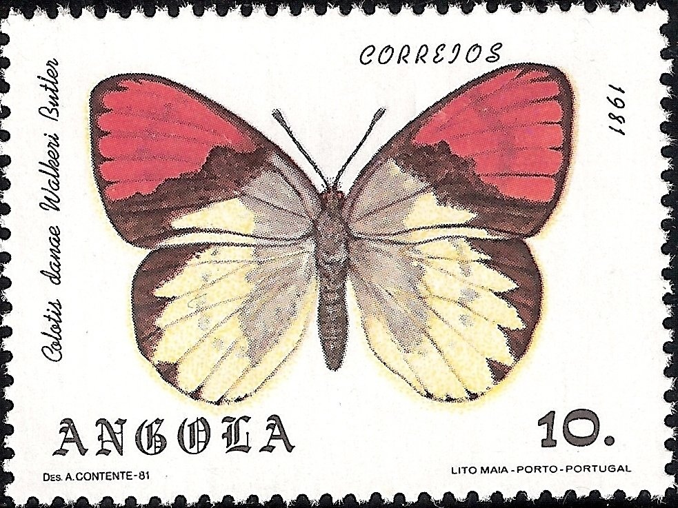 Red-crested Pochard (Netta rufina)