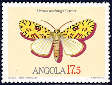 Cantharellus cibarius