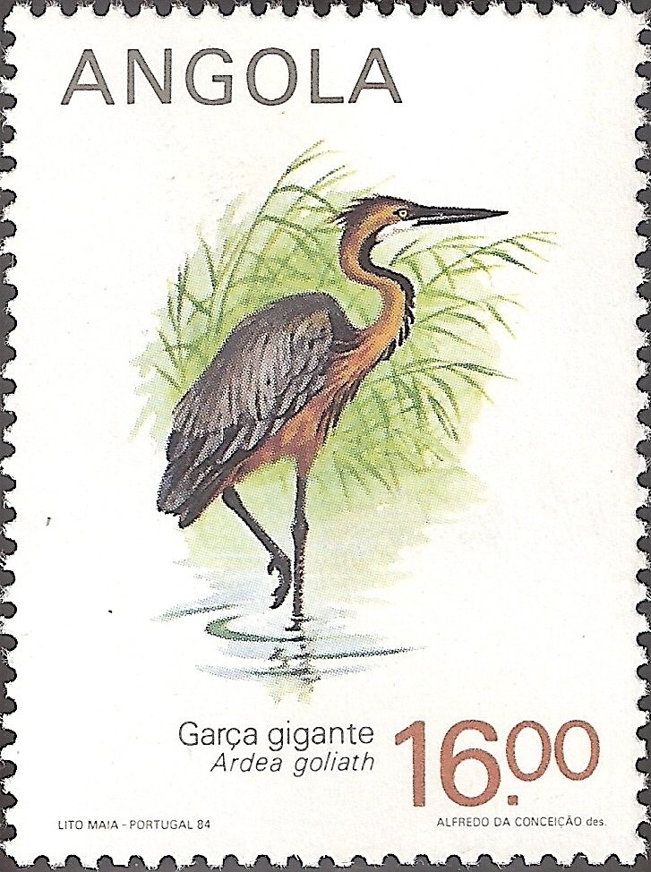 Steppe Eagle (Aquila nipalensis)