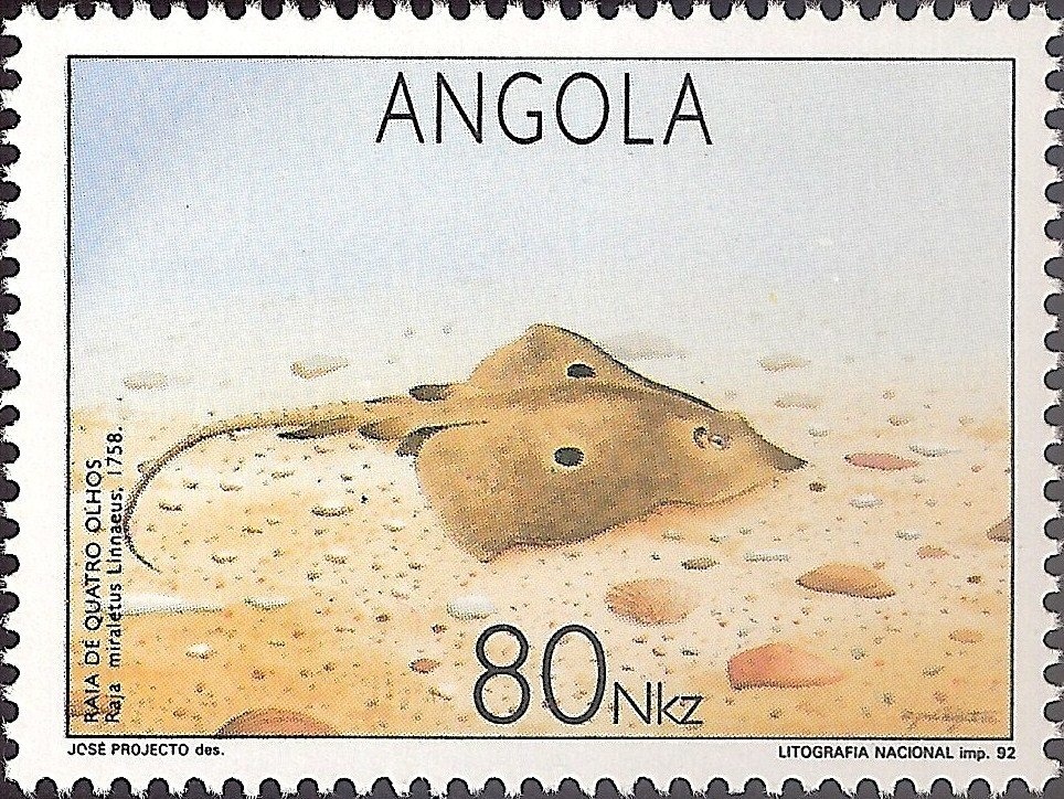 Shoebill (Balaeniceps rex)