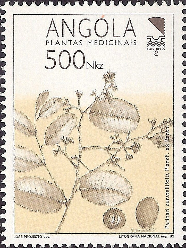 White Rhinoceros (Ceratotherium simum)