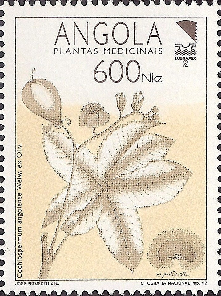 Steppe Eagle (Aquila nipalensis)