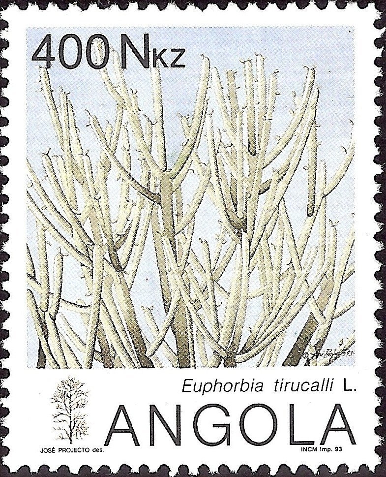 Common Saturn (Zeuxidia amethystus)