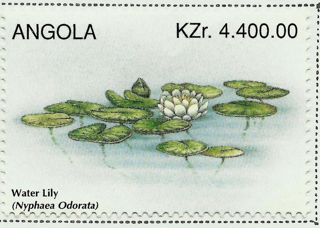 Laelia purpurata "Miss Scarlet"