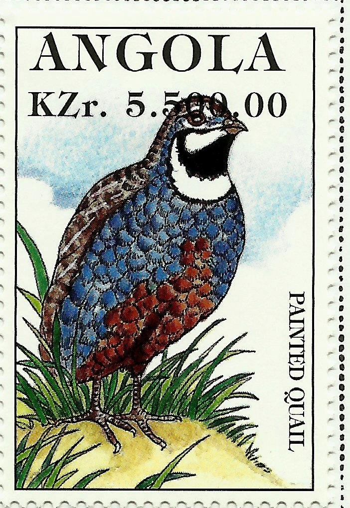 Speckled Pigeon (Columba guinea)