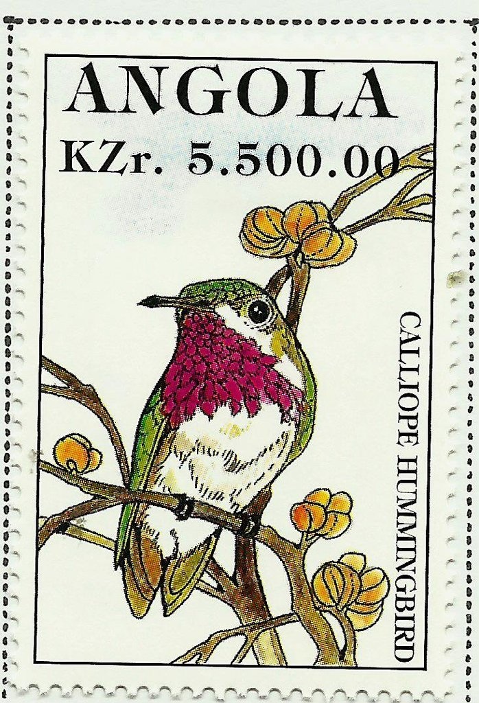 Lightning Moon Snail (Natica fulminea)