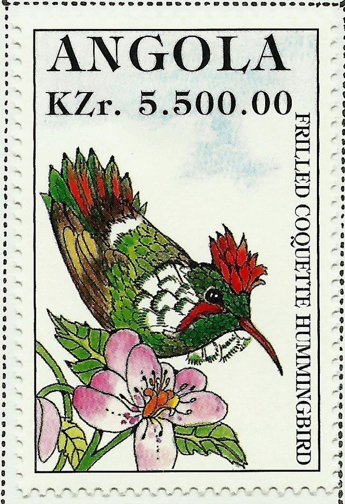 Black Backed Jackal (Canis mesomelas)