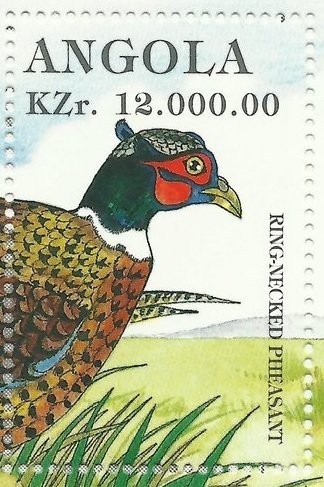 Killer Whale (Orcinus orca)