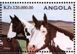 Caracal (Felis caracal)