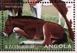 Peregrine Falcon - National Bird of Angola