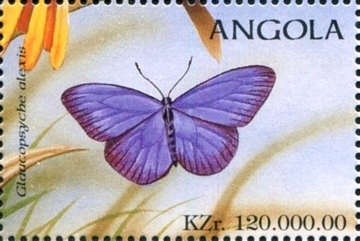 Black Guineafowl (Agelastes niger)