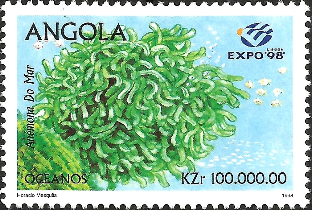 Red-crested Turaco (Tauraco erythrolophus)