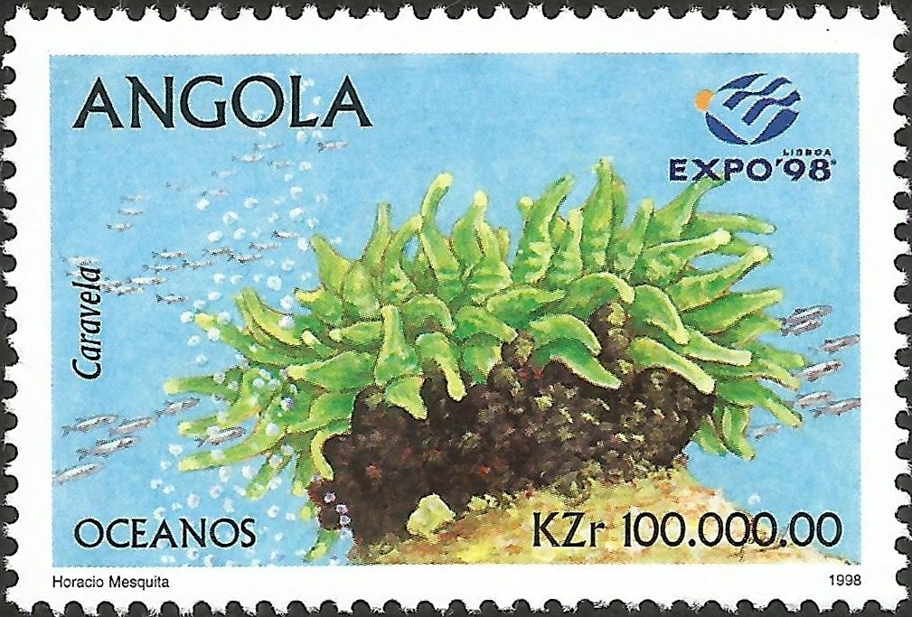 African Butter Catfish (Schilbe mystus)