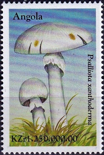 Giant Blue Swallowtail (Papilio zalmoxis)