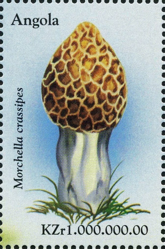 Leopard (Panthera pardus)