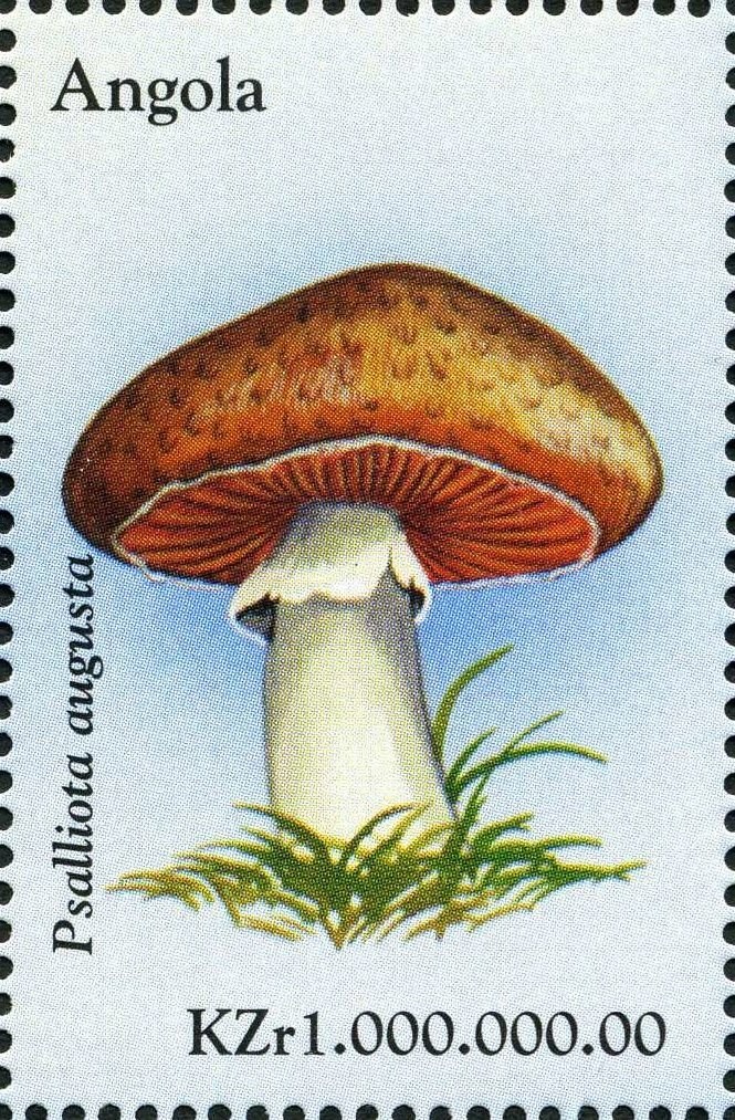 General Norton de Matos