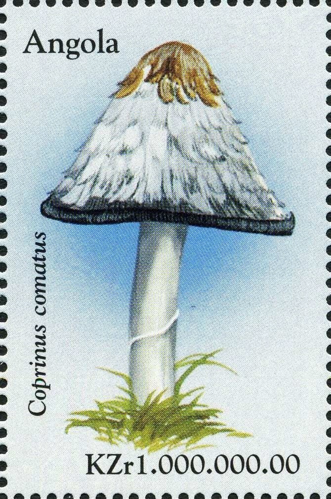 European Bee-eater (Merops apiaster)