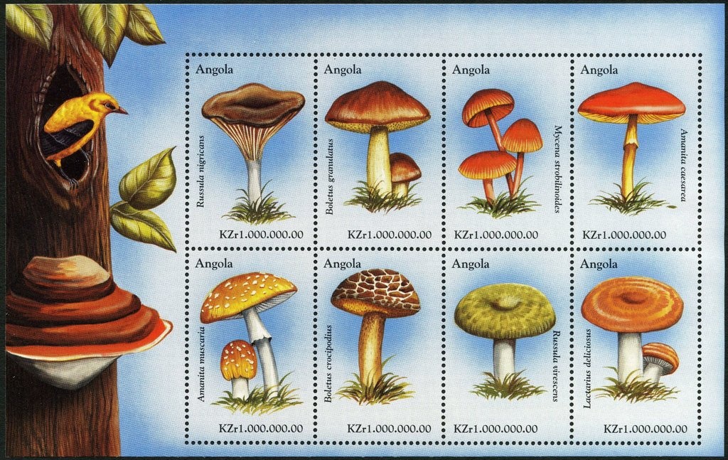 Pirate (Catacroptera cloanthe)