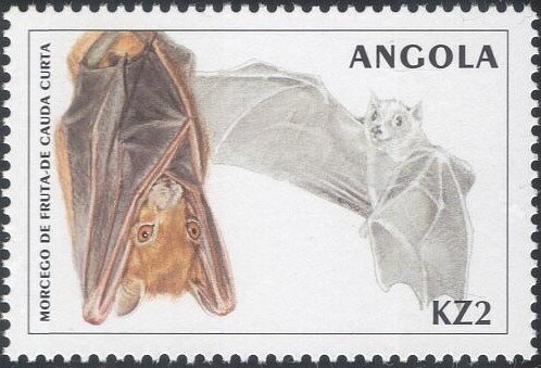 Hawksbill Turtle (Eretmochelys imbricata)