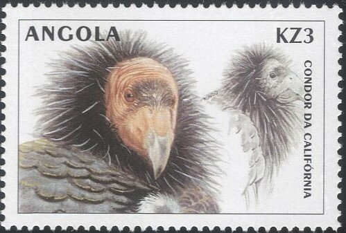 African Emerald Cuckoo (Chrysococcyx cupreus)