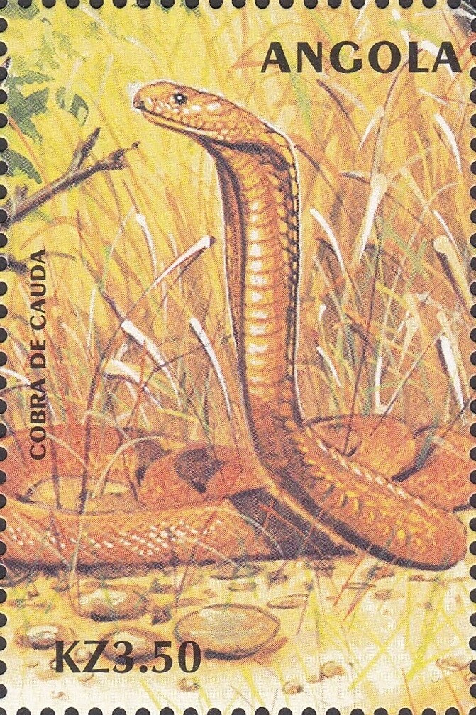 African Clawless Otter (Aonyx capensis)