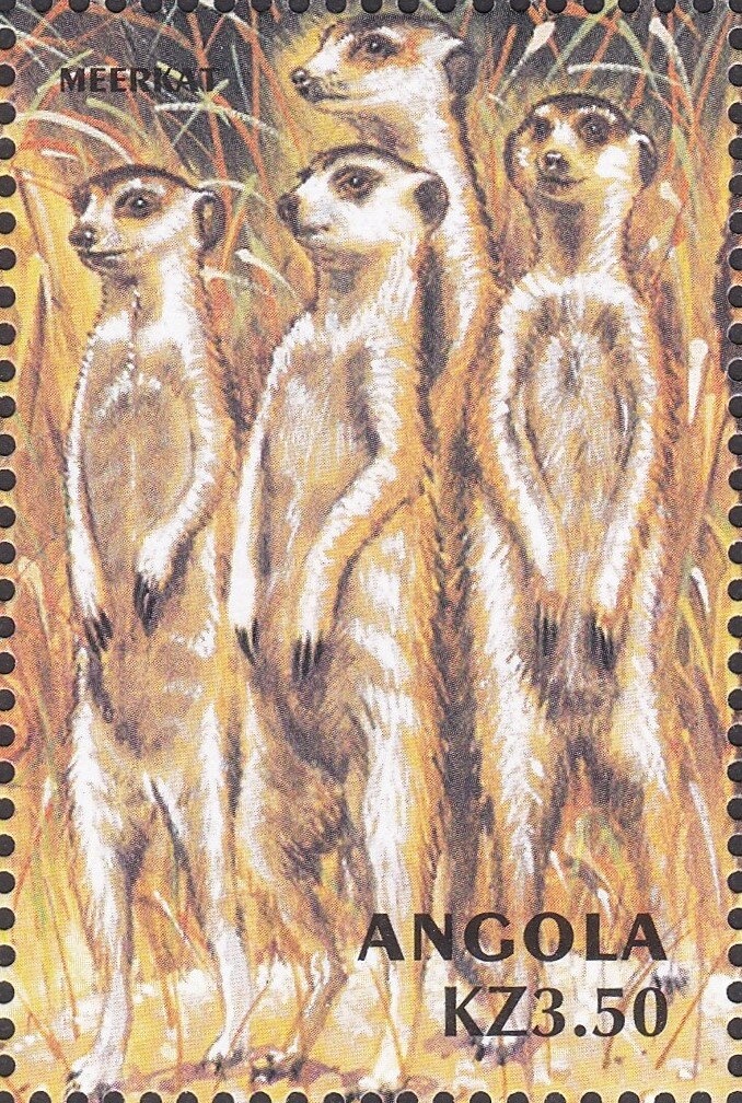 African Spoonbill (Platalea alba)