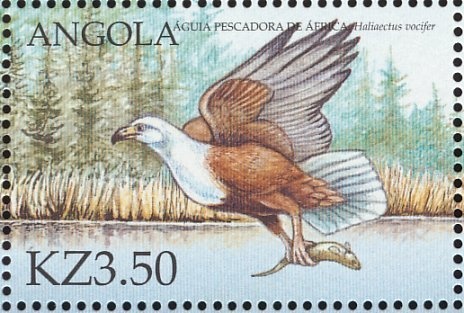 Palm-nut Vulture (Gypohierax angolensis)