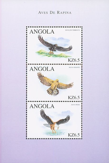 Southern Carmine Bee-eater (Merops nubicoides)