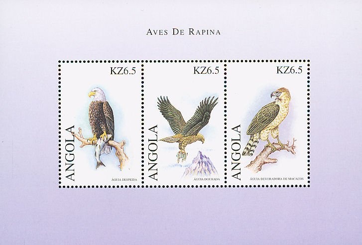 Cape hare (Lepus capensis)