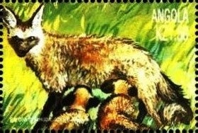 Demidoff's Dwarf Galago (Galagoides demidoff)