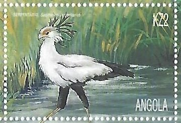 Clown Tree Frog (Hyla leucophyllata)