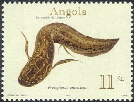 Seychelles Scops-Owl (Otus insularis)