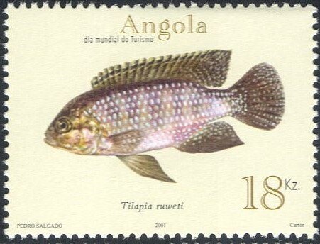 Baobab Flower (Adansonia digitata)