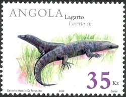 Common Hippopotamus (Hippopotamus amphibius)