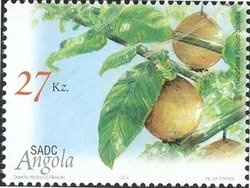 African Helmeted Turtle (Pelomedusa subrufa)