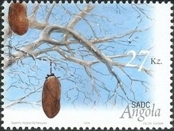 Pipevine Swallowtail (Battus philenor)