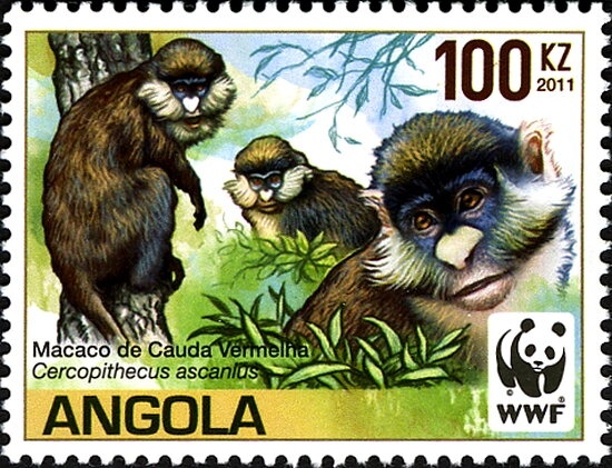 Malbrouck Monkey (Cercopithecus aethiops) - female