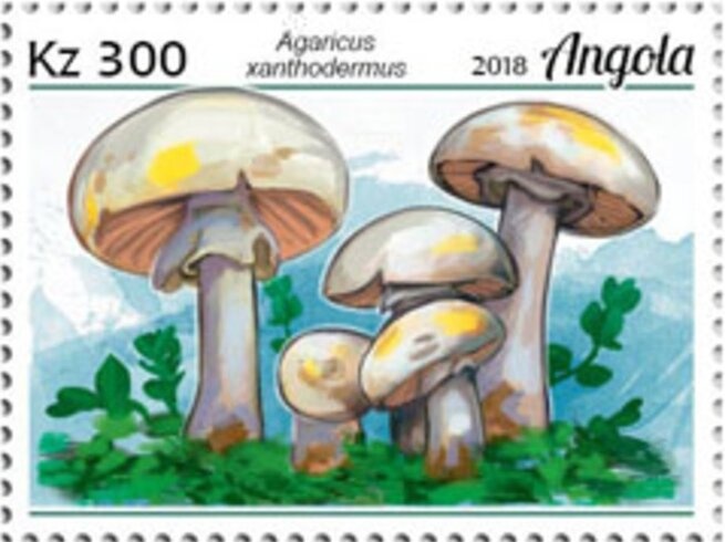 Leatherback Sea Turtle (Dermochelys coriacea)