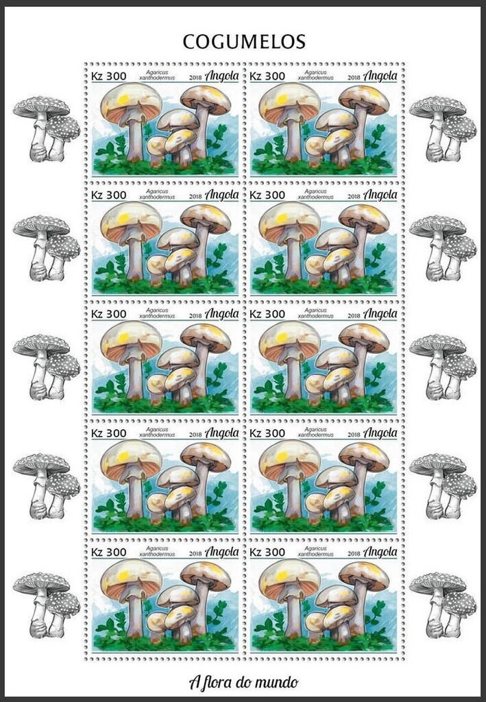 Welwitschia plant holding welwitchia